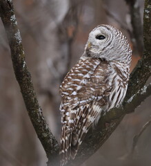 Chouette rayée dans son habitat naturel au sud du Québec