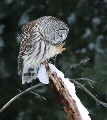 Chouette rayée dans son environnement naturel =, sud du Québec