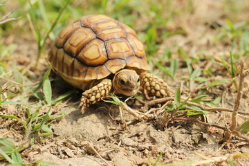 African Sulcata Tortoise Natural Habitat,Close up African spurred tortoise resting in the garden, Slow life ,Africa spurred tortoise sunbathe 