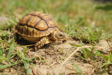 African Sulcata Tortoise Natural Habitat,Close up African spurred tortoise resting in the garden, Slow life ,Africa spurred tortoise sunbathe 