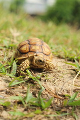African Sulcata Tortoise Natural Habitat,Close up African spurred tortoise resting in the garden, Slow life ,Africa spurred tortoise sunbathe 