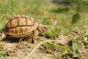 African Sulcata Tortoise Natural Habitat,Close up African spurred tortoise resting in the garden, Slow life ,Africa spurred tortoise sunbathe 
