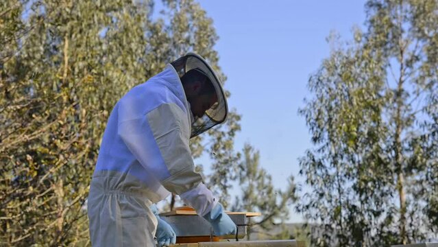 Beekeeper removing honeycomb with forceps