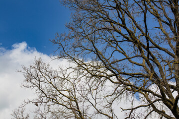 The trees that shade the meadows of the Emilian plain