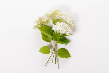 Bouquet of white hydrangea on a white background
