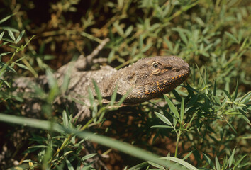 Frilled lizard
