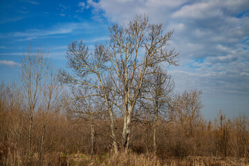 The trees that shade the meadows of the Emilian plain