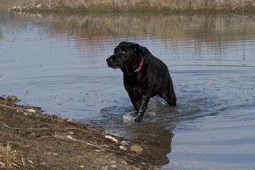 Front view of a proud black labrador retriever dog  coming out of the water and looking away in the  "La Forestière" lake of the Miribel Jonage natural park near Lyon in France.