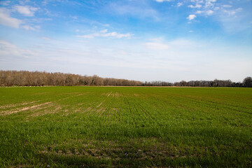 field and blue sky