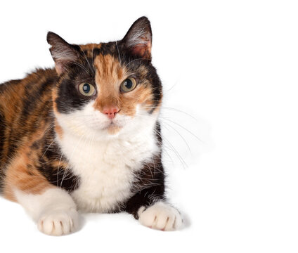 cat isolated, png file