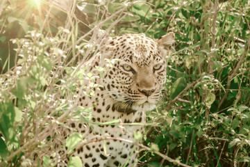Fototapeta na wymiar Leopard in Conservation Are, Eastern Africa