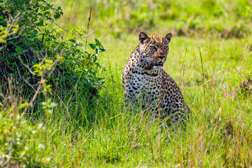Naklejka na ściany i meble Leopard in Conservation Are, Eastern Africa