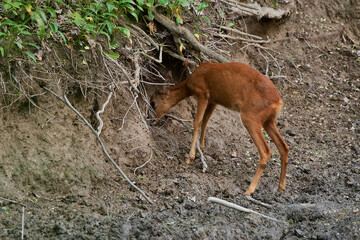 Cute Roe deer in natural environment, Slovakia
