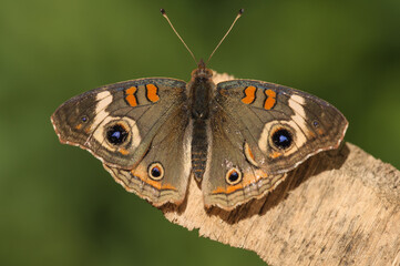 Fototapeta premium Buckeye Butterfly