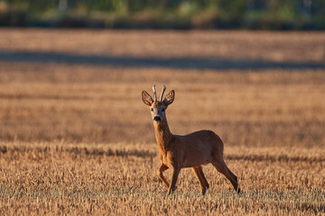 Cute Roe deer in natural environment, Slovakia