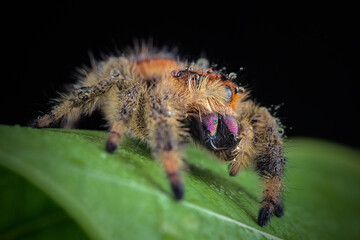 spider on a leaf © Riadi