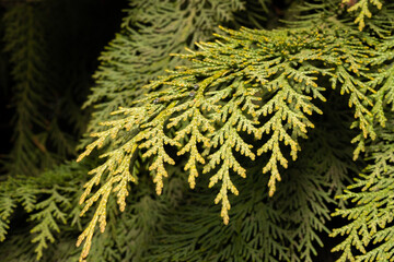 fern leaf in the forest background