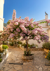 Flieder Baum im Garten des Klosters Paleokastritsa auf Korfu