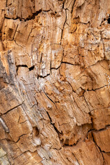 old wood texture bark circles pattern