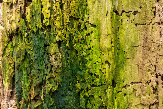 plants stems green moss tree bark