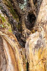 plants stems green moss tree bark