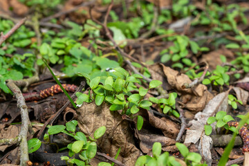 plants stems green moss tree bark