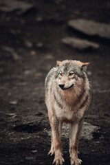 Fototapeta na wymiar wolf