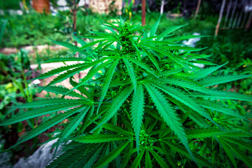 Fototapeta premium Lush green marijuana cannabis bush in the garden
