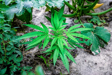 Medical and Recreational Marijuana Plants, Seedling in the garden
