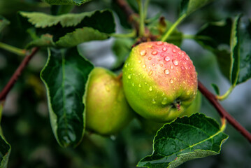 Ripe apple after rain in organic orchard