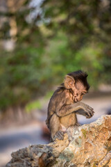 Baby  Macaque monkey eating