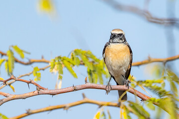 A wheatear looking strait