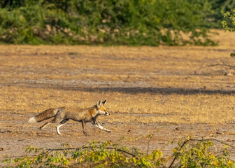 A running desert fox
