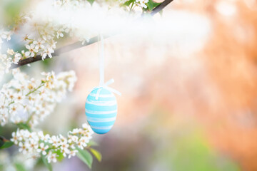 A charming blue Easter egg on a branch of bird cherry that blooms at sunset. Easter card