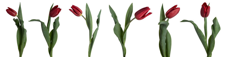 Collection of red tulips isolated on transparent background.