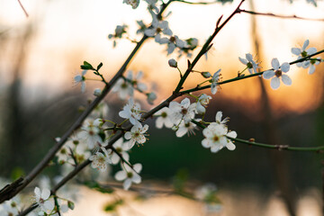 Cherry blossoms in spring during sunset in Heidelberg, Germany