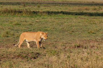 Lioness (Panthera leo) walking in savannah in Serengeti national park, Tanzania