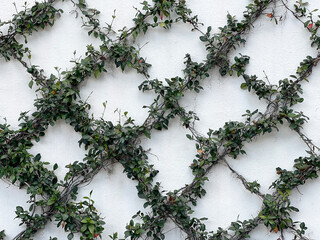 Ivy growing on a trellis creates a geometric diamond pattern and botanical abstract.