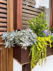 A colourful container garden features boxwood, succulents, pansies and creeping Jenny.