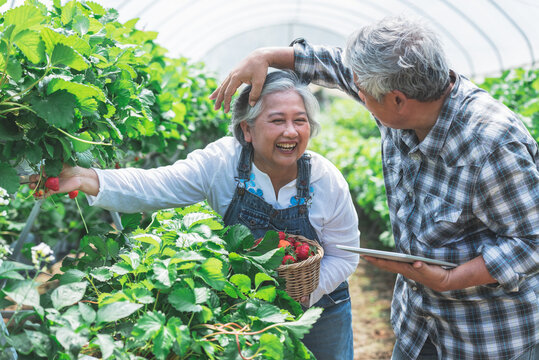 Asian elderly couple Working and happy together in the strawberry farm, helping with the harvest. and record growth data of strawberries which they grow organically. to farmer concept.