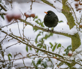 Blackbird sitting in an apple tree