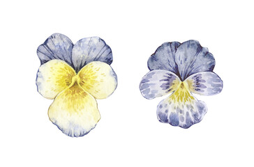 Set of watercolor illustrations with vintage pansy flowers isolated on white background.