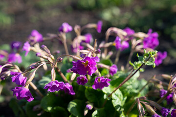 Primula vulgaris grows in the garden near the house