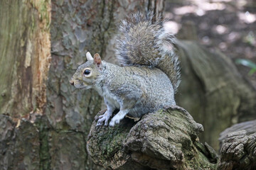 Naklejka na ściany i meble Grey squirrel on a tree trunk