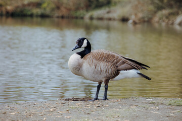 scared and afraid canada goose with head down to neck at lake is a large bird  that live near river and lake and belong to a group called waterfowl
