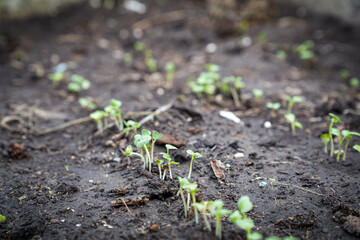 Young radish sprouts in the garden in early spring
