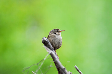 Chochin, ave, común, ríos, insectívoro, canta, bien, pequeño
