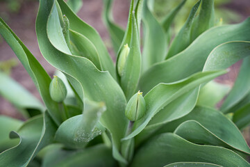 Green flowers will soon bloom in the spring