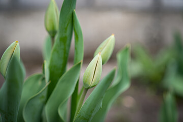 The green tulips have not yet bloomed in the spring