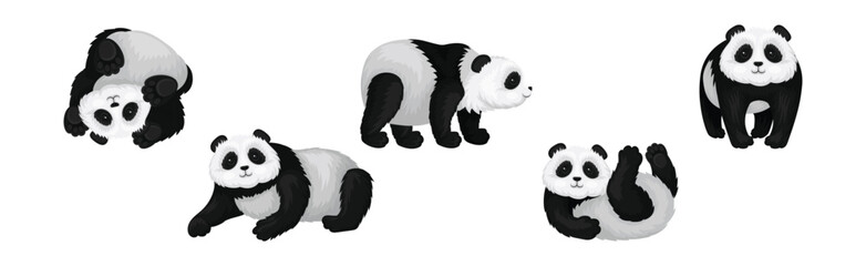 Obraz premium Black and White Giant Panda Bear in Different Pose Vector Set